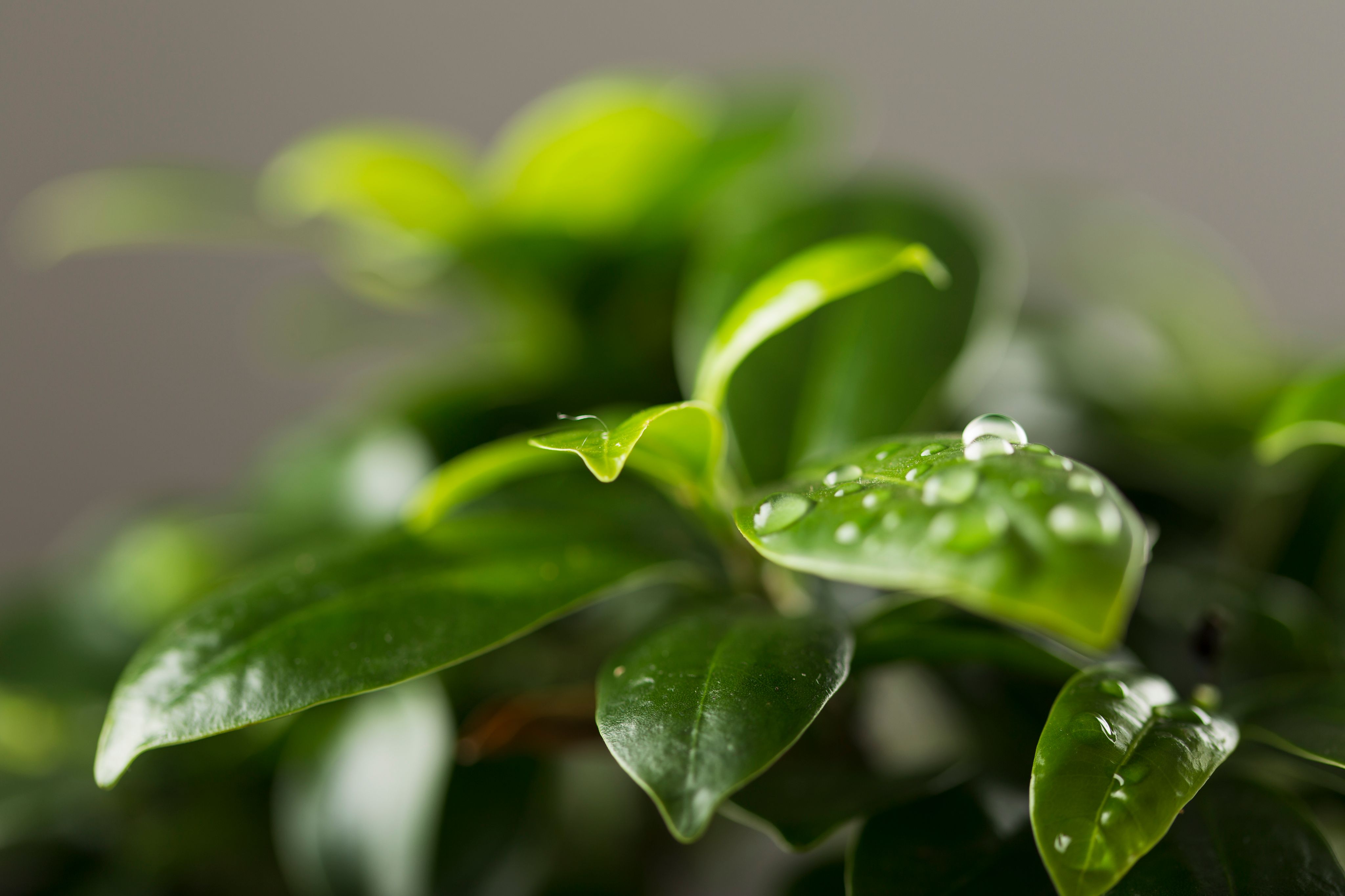 water-drops-leaves.jpg