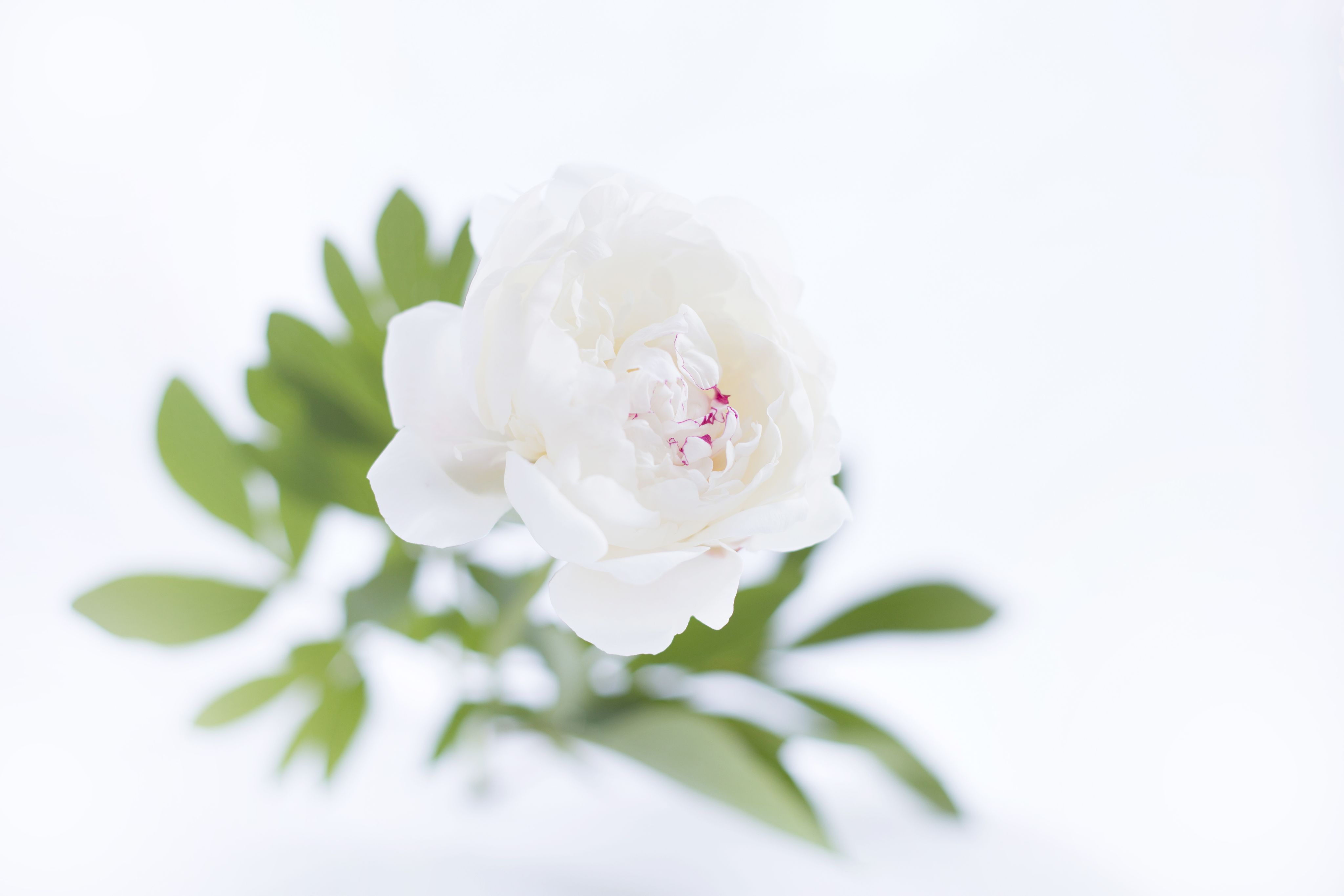 luxurious-white-peony.jpg