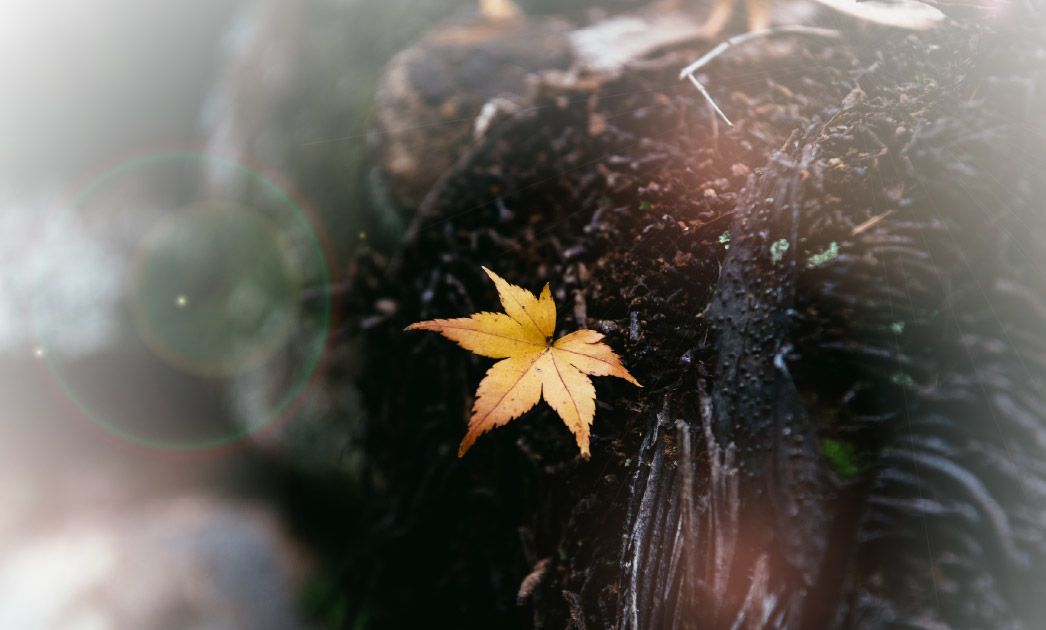 回歸自然懷抱永續樹葬